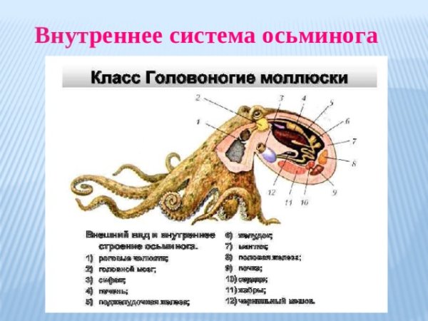Головоногие моллюски строение