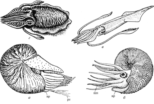 Головоногие моллюски рисунок