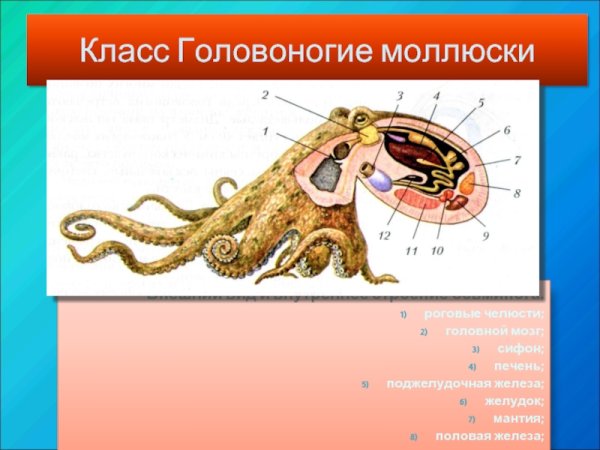 Анатомия каракатицы