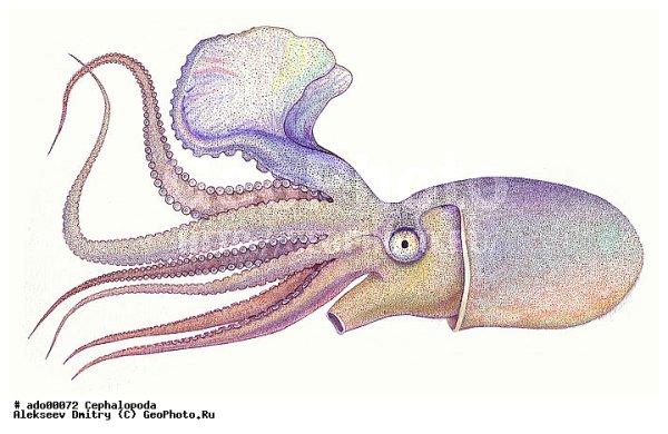 Головоногие моллюски гигантский кальмар
