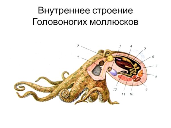 Осьминог на прозрачном фоне