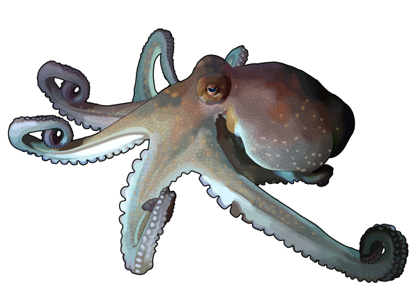 Головоногие моллюски осьминог