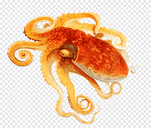 Головоногие моллюски внешнее строение