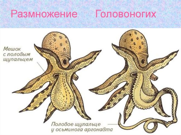 Внешнее строение головоногих моллюсков