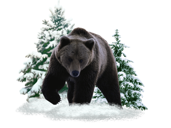 Медведь зимой в лесу