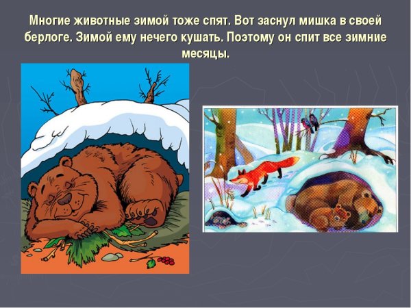 Как медведь готовится к зиме