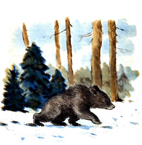 Медведь зимой рисунок