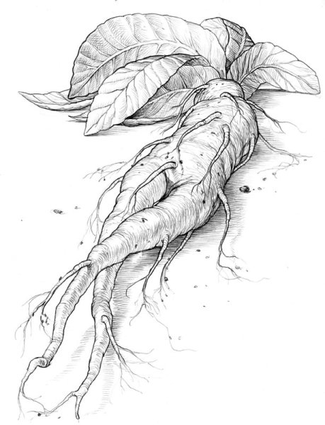 Мандрагора мифическое существо