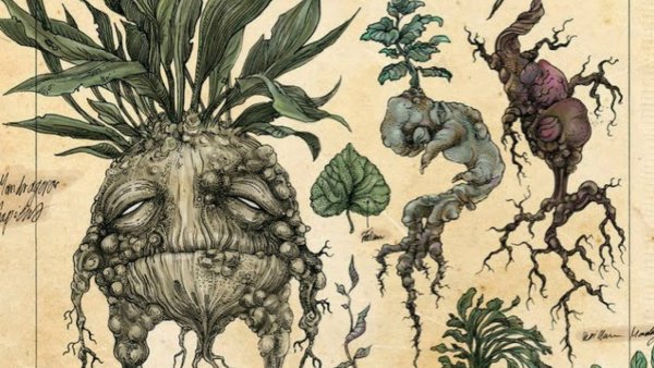 Травология Гарри Поттер Мандрагора