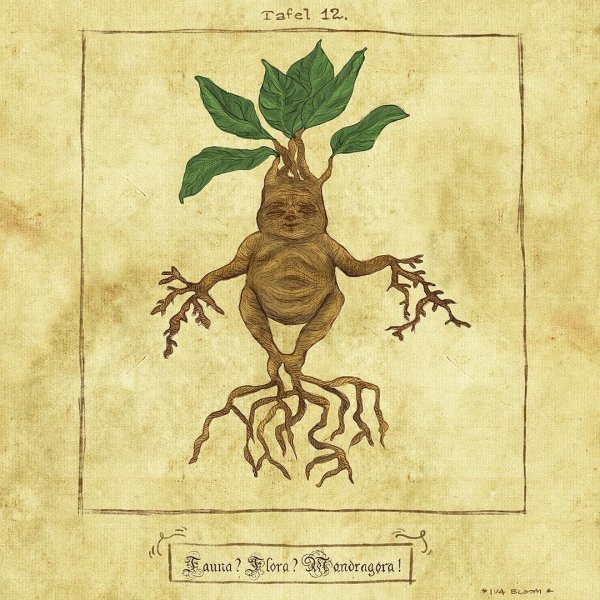 Мандрагора Гарри Поттер рисунок