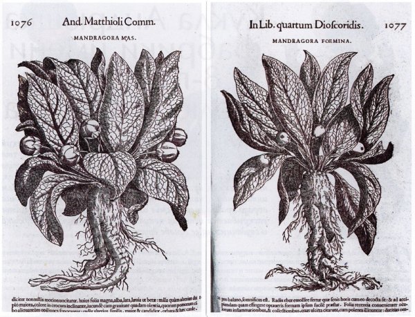 Мандрагора Ботаническая иллюстрация