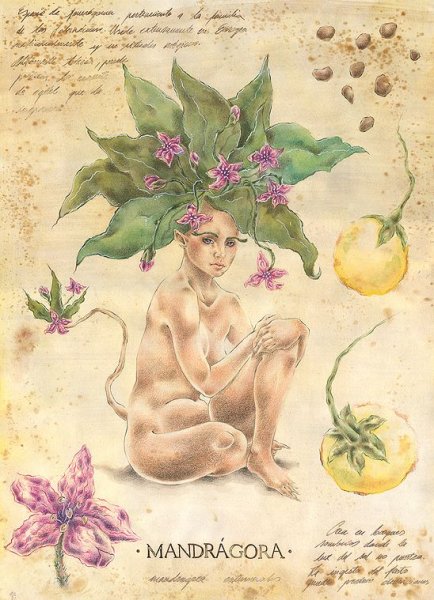 Мандрагора травник