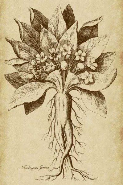 Мандрагора Ботаническая иллюстрация