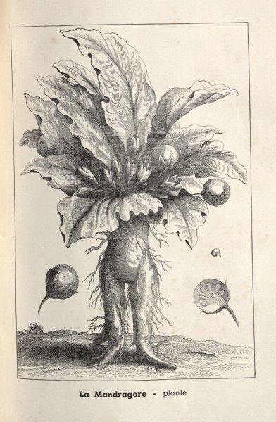 Мифическое растение Мандрагора