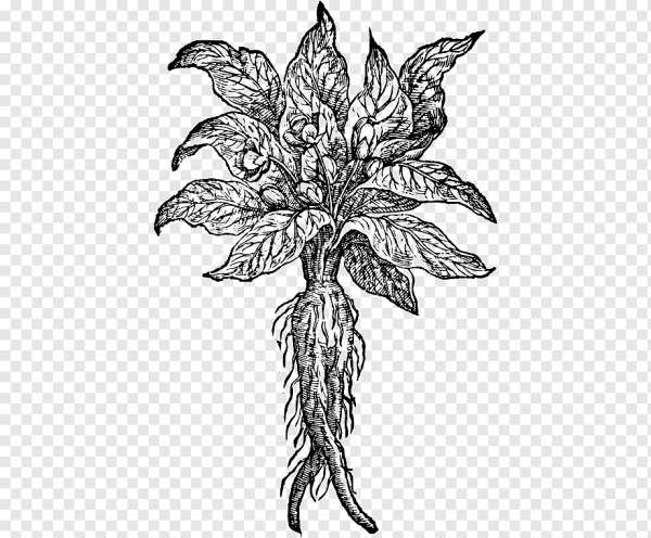 Листья Мандрагоры