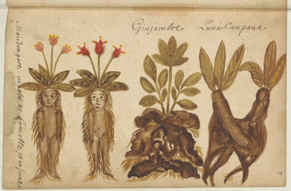 Травология Гарри Поттер Мандрагора