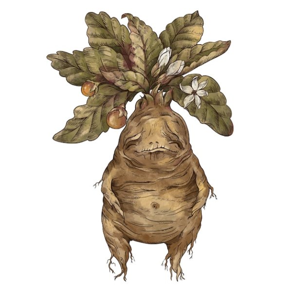 Корень Мандрагоры Гарри рисунок