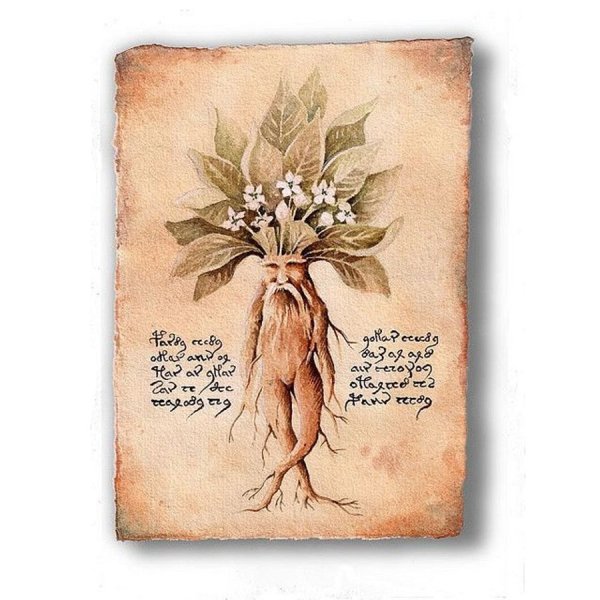 Мандрагора Гарри Поттер