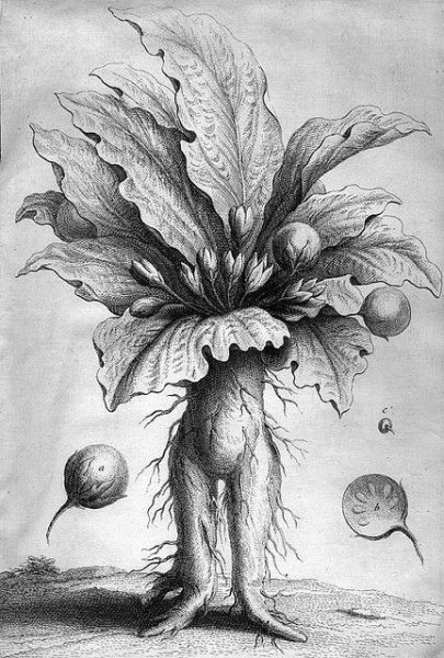 Мандрагора Ботанический рисунок