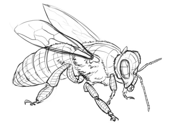 Шершень раскраска