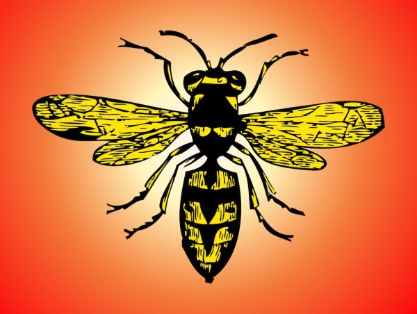 Нарисовать шершня