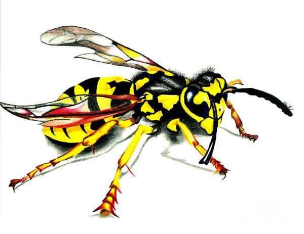 Шершень для детей