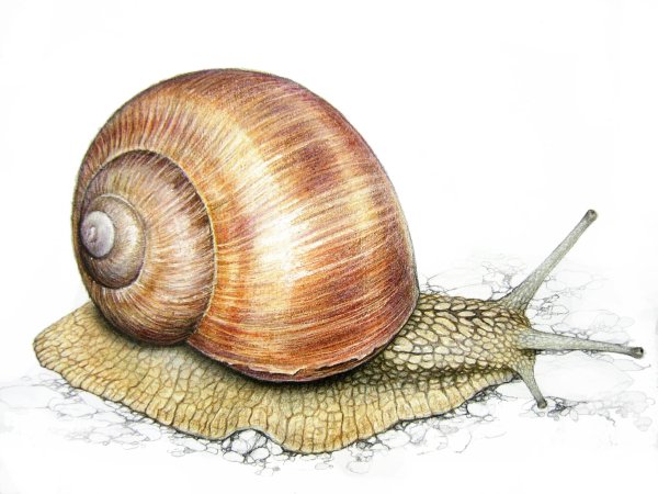 Катушка, прудовик, Виноградная улитка