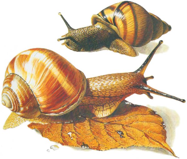 Двустворчатая Лужанка