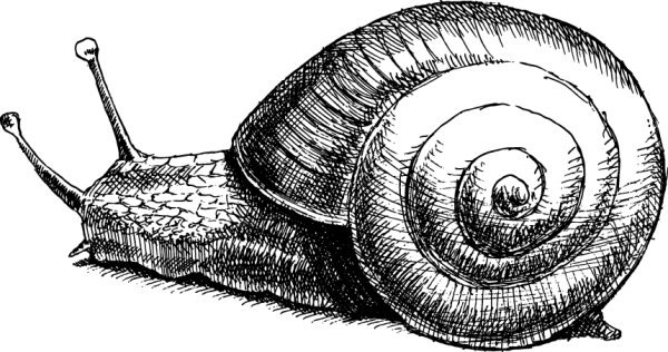 Карандашами - улитка