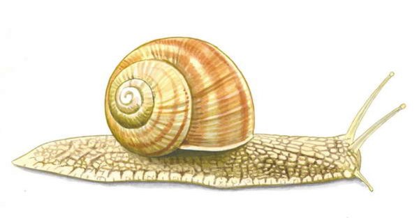 Моллюск Виноградная улитка прудовик