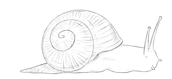 Улитка раскраска