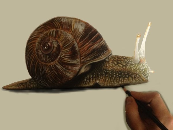 Улитка рисунок реалистично