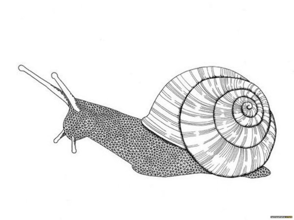 Графическая улитка