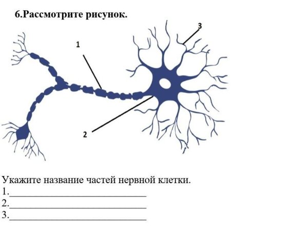 Схема строения нервной клетки