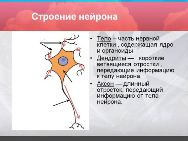 Нервная система строение нейрона