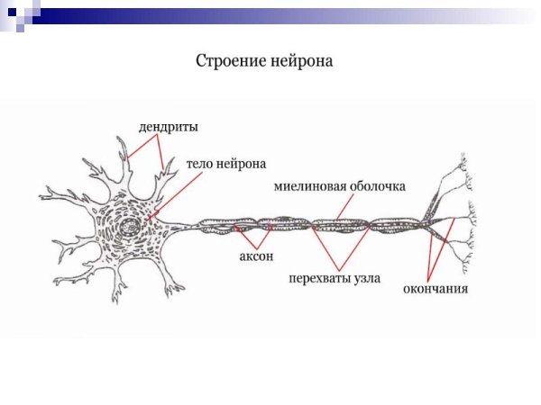 Строение нейрона рисунок