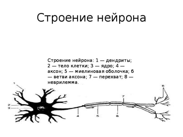 Схема строения нейрона с подписями