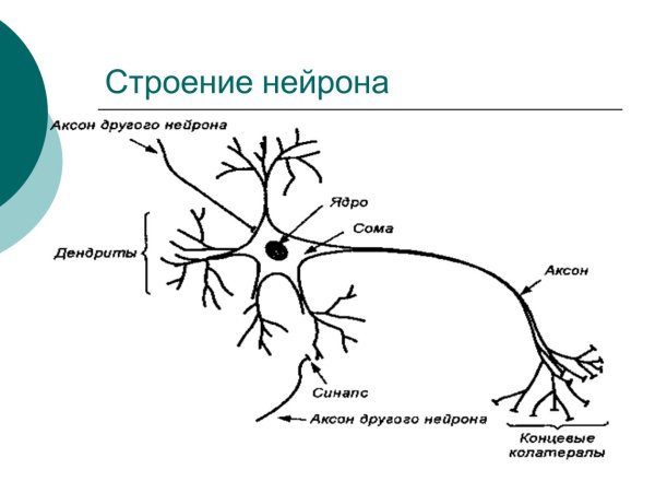 Строение мультиполярного нейрона