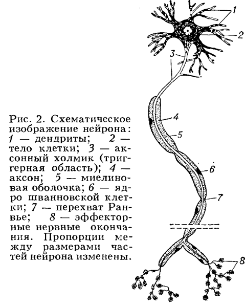 Дендрит тело нейрона Аксон синапс