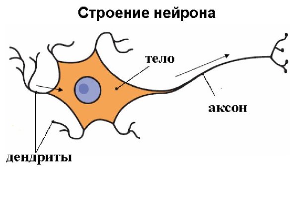 Схема строения нервной клетки нейрона