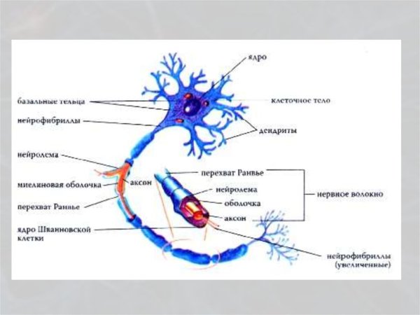 Нейроны и нервная система человека схема