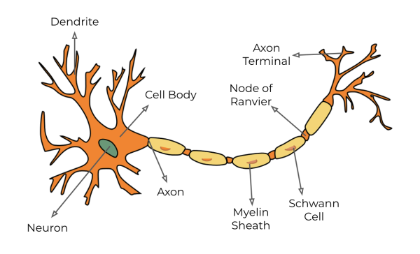 Нейрон Аксон дендрит