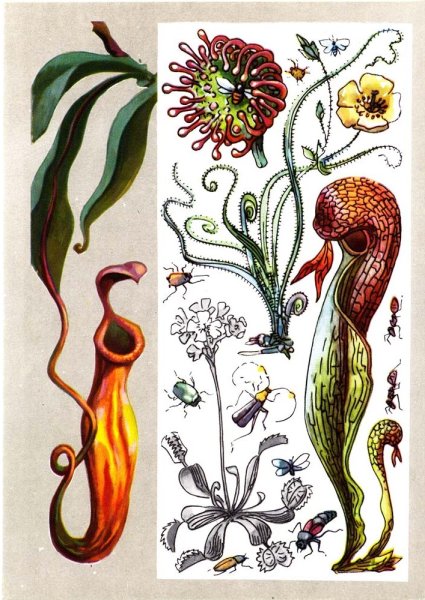 Растения хищники для детей