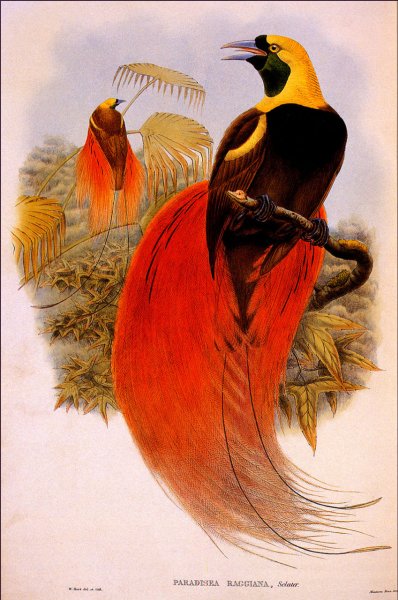 Райские птицы
