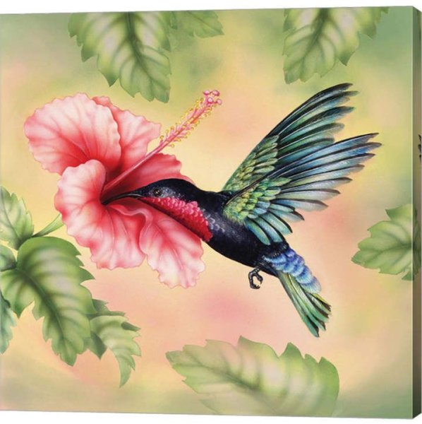 Райская птица карандашом