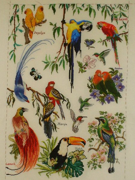 Изображения райских птиц