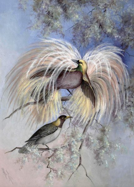 Райские птицы рисунки