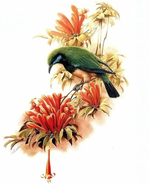 Райские птицы живопись