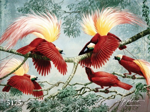 Экзотические птицы рисунки