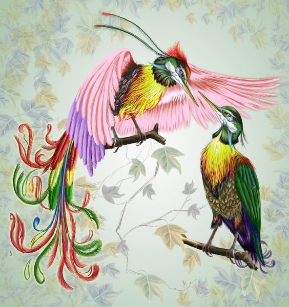 Райская птица иллюстрация